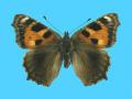 Aglias urticae ab. nigra 8-16-1928 Ting, Herts Co., UK (Internet Image property of respective owner, non-commercial use only)